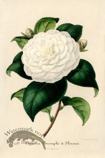 Camellias